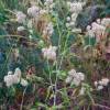  - Perennial pepperweed