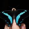  - Green-banded swallowtail, Narrow-banded green swallowtail