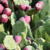  - Cochineal Nopal Cactus