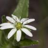  - Water Chickweed
