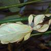  - Celebes Leaf Insect