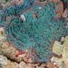  - Cactus corals, Plate corals, Lettuce corals
