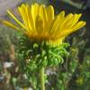  - Curly-cup Gumweed