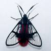  - Scarlet-tipped wasp mimic moth