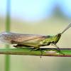 - Large Gold Grasshopper