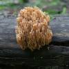  - Crown coral or Crown-tipped coral fungus