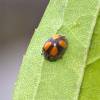  - Epilachna Lady Beetles