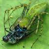  - Green Lynx Spider