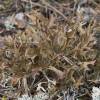  - Island Cetraria Lichen