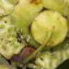  - Buckthorn – potato aphid, Buckthorn aphid