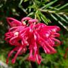  - Juniper or Juniper-leaf grevillea, or Prickly spider-flower