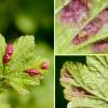  - Currant aphid