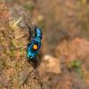  - Horned Montane Tiger Beetle