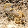  - Lesser Asian scorpion or the mottled scorpion