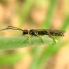  - stem sawflies
