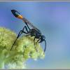  - Red-banded Sand Wasp
