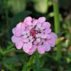  - Annual Candytuft