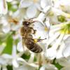  - European honey bee