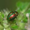  - Dead-nettle leaf beetle