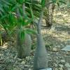  - Madagascar palm