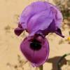  - Negev iris or Mary's iris