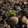  - Pulvinate Dry Rock Moss