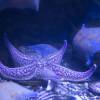  - Northern Pacific seastar or Japanese common starfish