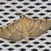  - Bean-leaf webworm moth or Soybean leaf folder