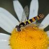  - Hover Fly