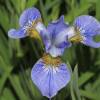  - Siberian Iris