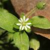  - Common Chickweed