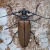  - Giant Longhorn Beetle or Imperious Sawyer