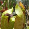  - Yellow trumpets, Pale pitcher plant or Pale trumpet