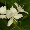  - White garland-lily or White ginger lily