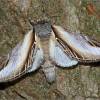  - Swallow Prominent