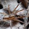  - Prowling spiders, Long-legged sac spiders