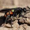  - Black Banded Spider Wasp