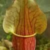  - Jones' pitcher plant