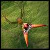  - Arrow-shaped spider