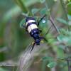  - Cape Mounted Rifles blister beetle