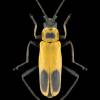  - Goldenrod soldier beetle or Pennsylvania leatherwing