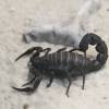 - Мавританский толстохвостый скорпион