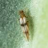  - Palm Thrips