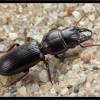  - Big-headed Ground Beetle