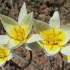  - Two-flowered Tulip, Biflora Tulip
