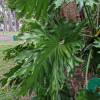  - Split-leaf philodendron, Lacy tree philodendron, Selloum