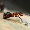 - Red wood ant, southern wood ant or horse ant