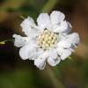  - Silver scabious