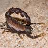  - Black fat–tailed scorpion