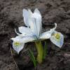  - Netted iris or Golden netted iris
